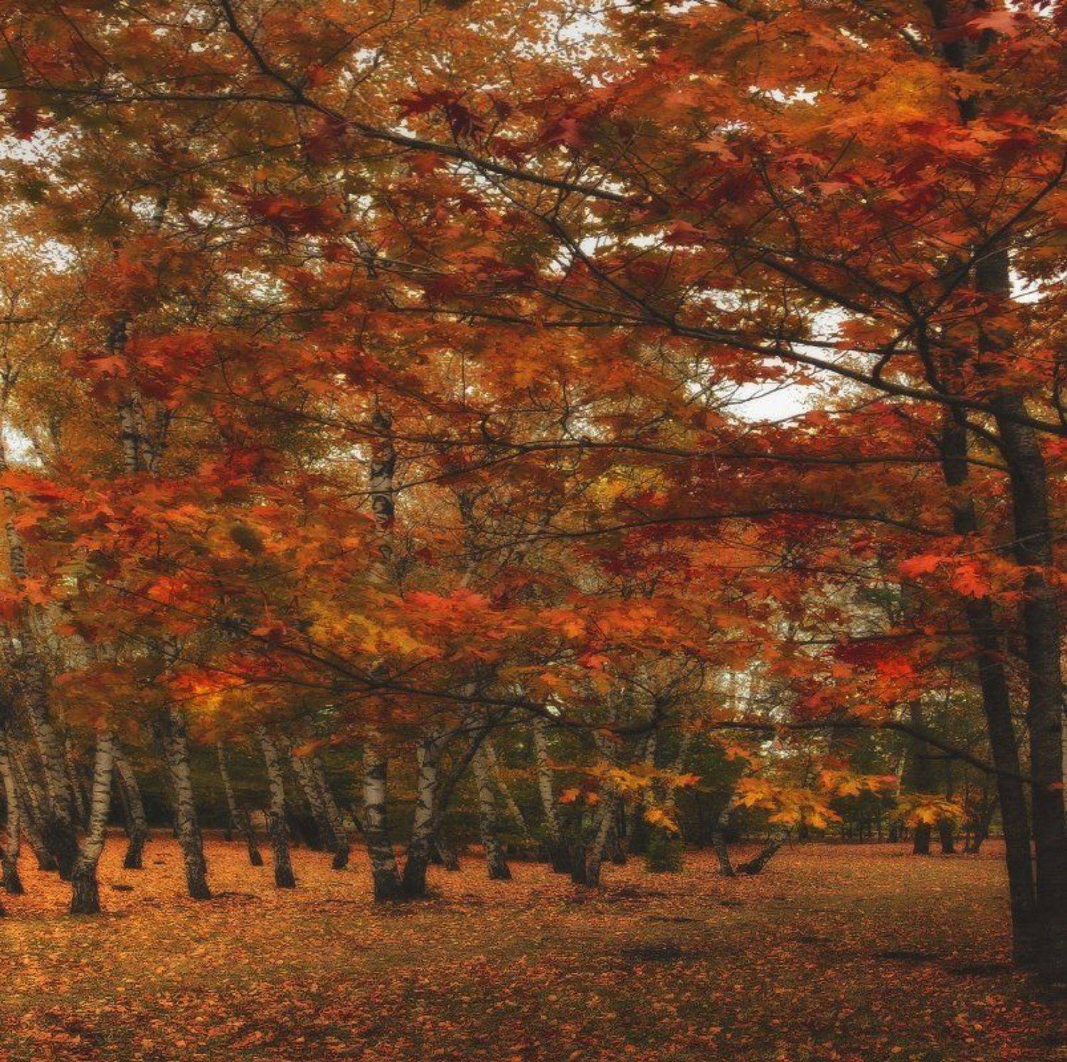 ***. Автор: Михаил Пилипенко , Михаил Пилипенко