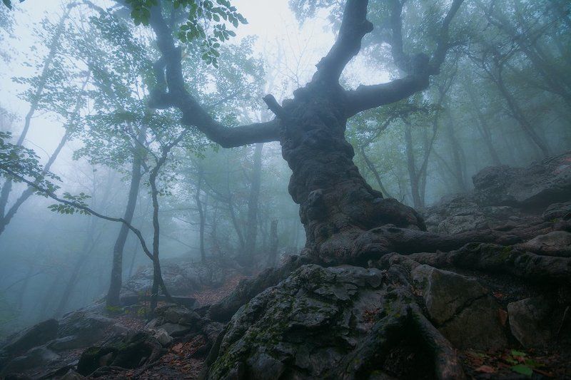 ай-петри, крым Клён Стевенаphoto preview