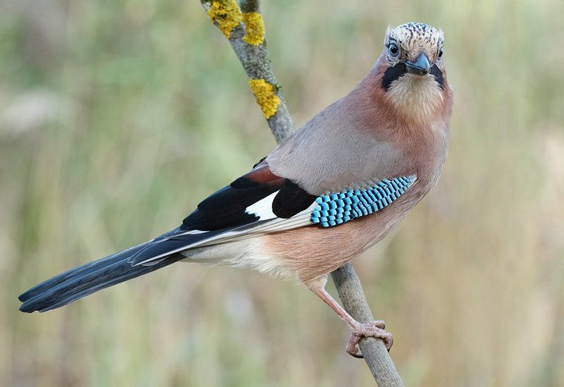 сойка ***photo preview