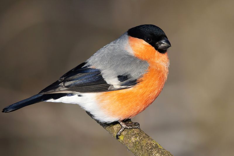 снегирь, птицы, фото птиц, pyrrhula pyrrhula Снегирь. (Pyrrhula pyrrhula)photo preview