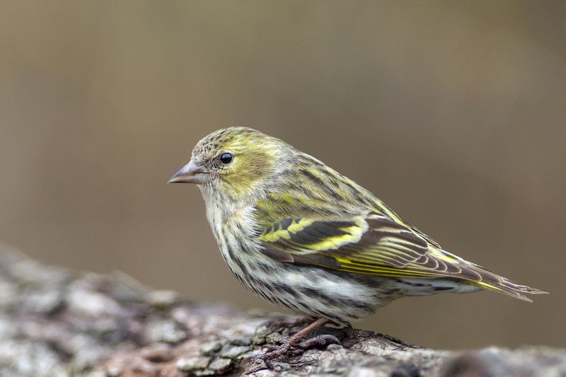 Красавицаphoto preview