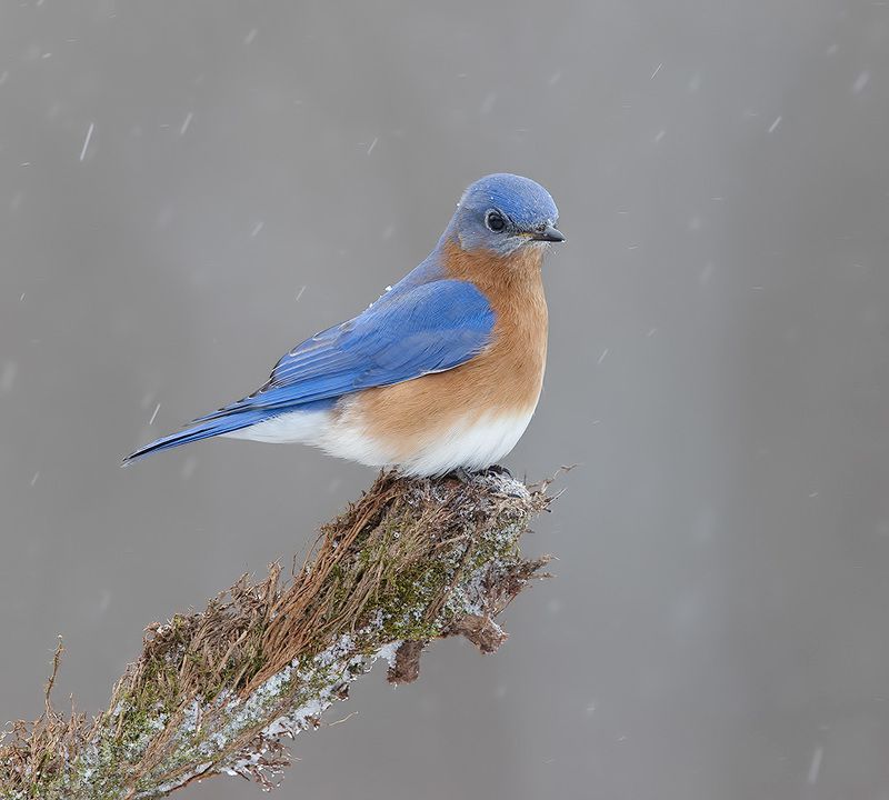 восточная сиалия, eastern bluebird, bluebird, зима Eastern Bluebird, male -Восточная сиалия, самецphoto preview