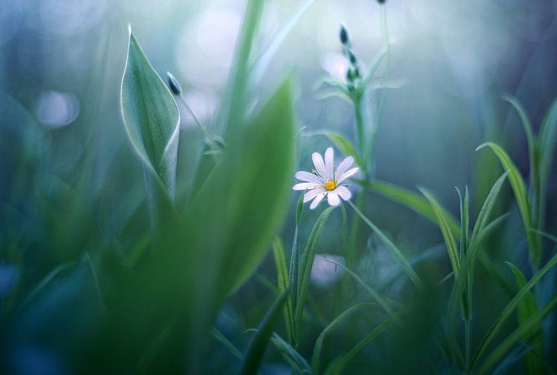 Звездочкаphoto preview