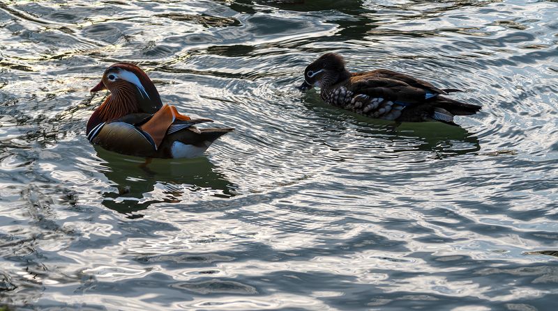 мандаринки Мандаринки фото превью