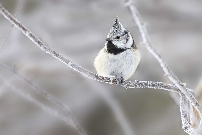 птицы, подмосковье ***photo preview