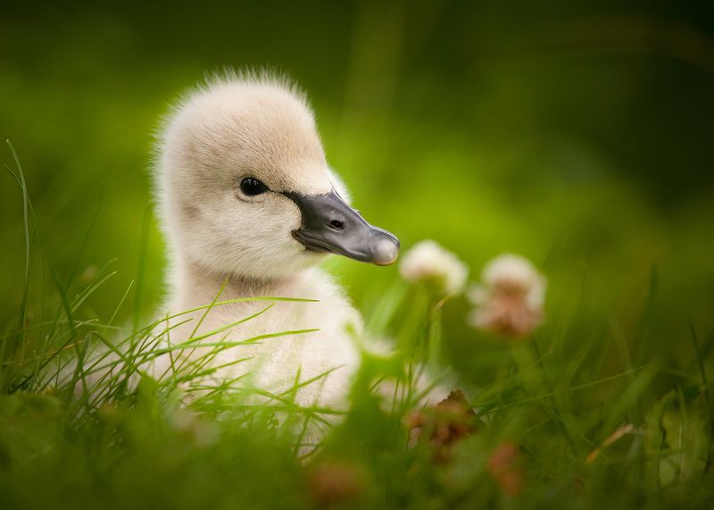 Black swanphoto preview