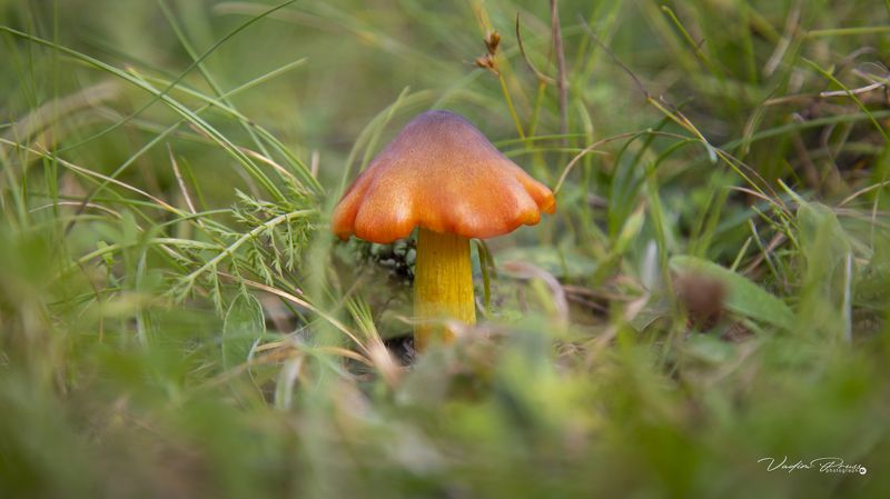 Гигроцибе коническая, Hygrocybe conica, гриб, природа, фотография, лес, грибница, несъедобно, mushroom, nature, photography, forest, mycelium, inedible Гигроцибе коническая.photo preview
