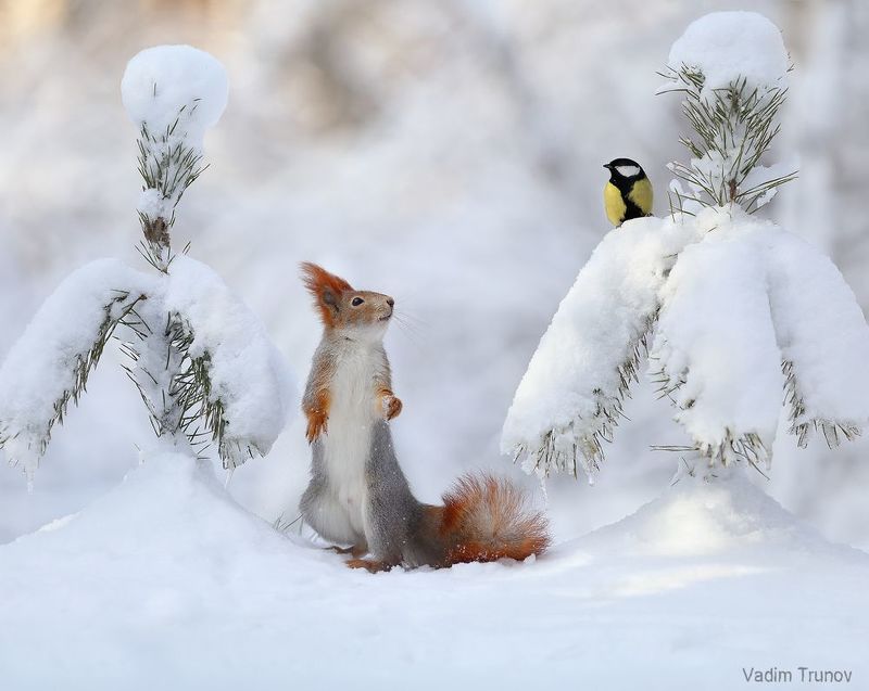 белка, squirrel ***photo preview