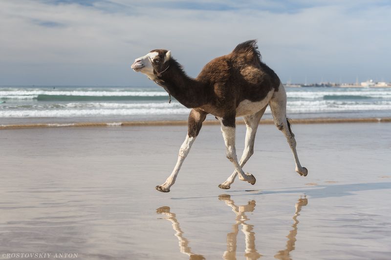 верблюд, Марокко, океан, вода, фототур,  Марокканская низкоорбитальная.photo preview