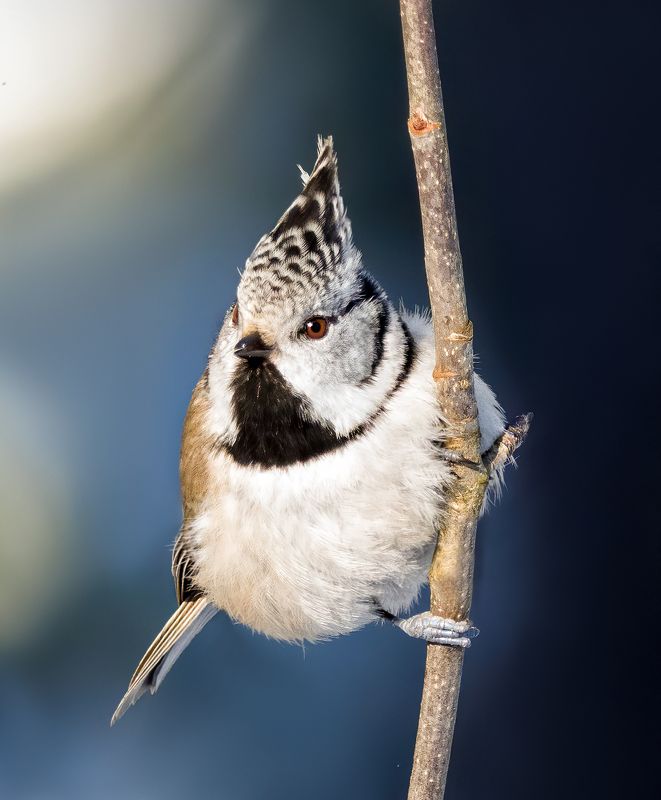crested tit, birds, birdwatching, wildlife, winter, зима, птицы, синица, гренадерка, фотоохота, природа photo preview