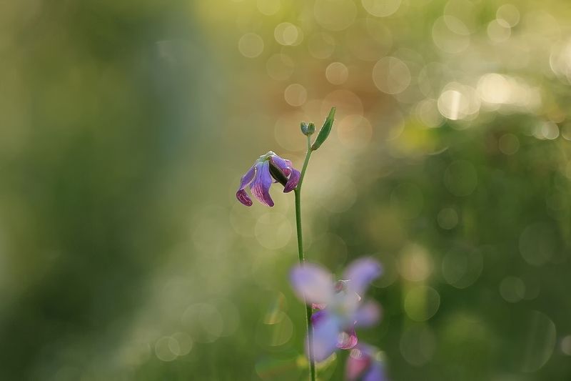 Утренние вибрацииphoto preview