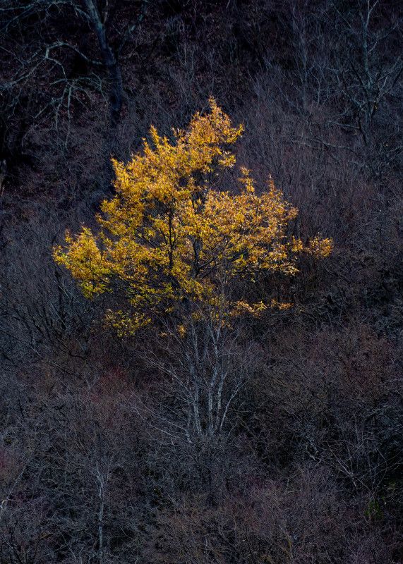 autumn Left over from autumn фото превью