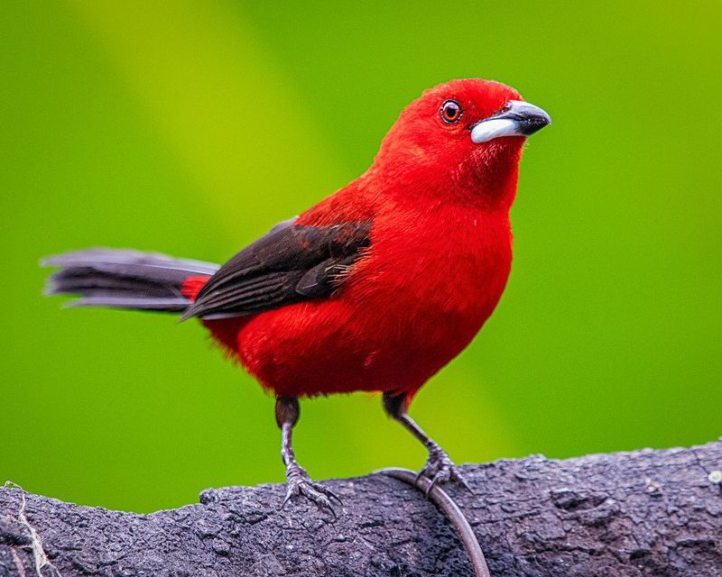 Tiê-sangue (Brazilian Tanager)photo preview
