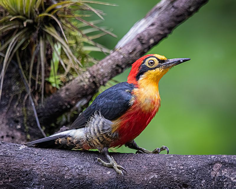 birds, aves, mata atlantica, brasil, passaros, Benedito-de-testa-amarela (Melanerpes flavifrons)photo preview