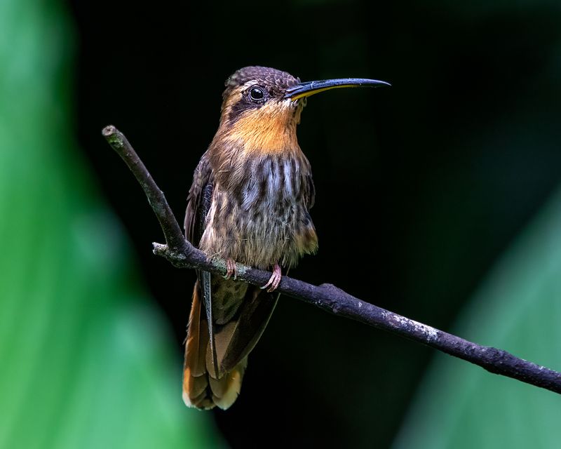 birds, aves, mata atlantica, brasil, passaros, Beija-flor-rajado (Ramphodon naevius)photo preview