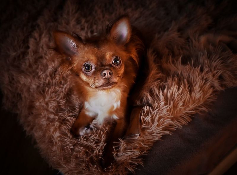 Рыжаяphoto preview