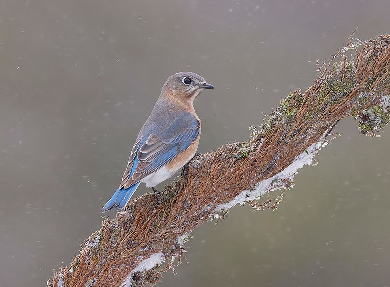 восточная сиалия, eastern bluebird,bluebird,зима Eastern Bluebird, female -Восточная сиалия. самкаphoto preview