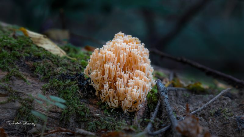 Artomyces pyxidatus, грибная лапша, гриб, лес, Калининградская область, Россия, бревно, фотография, mushroom, forest, Kaliningrad region, Russia, log, photography Грибная лапша.photo preview