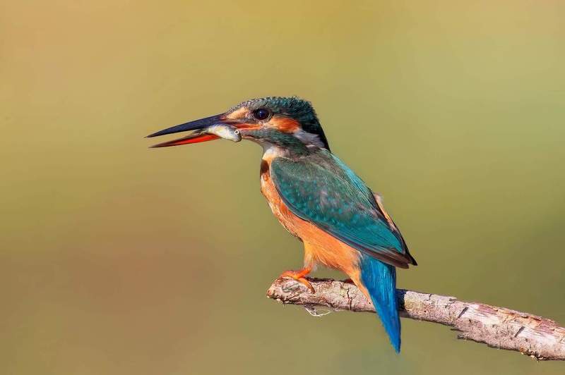 Martin pescatorephoto preview