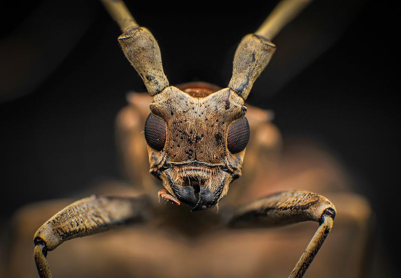 macro, nature, insect, bugs, beetles Longhorn Beetlephoto preview