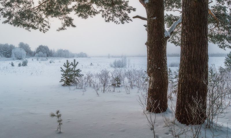 пейзаж, природа, зима, снег, лес photo preview