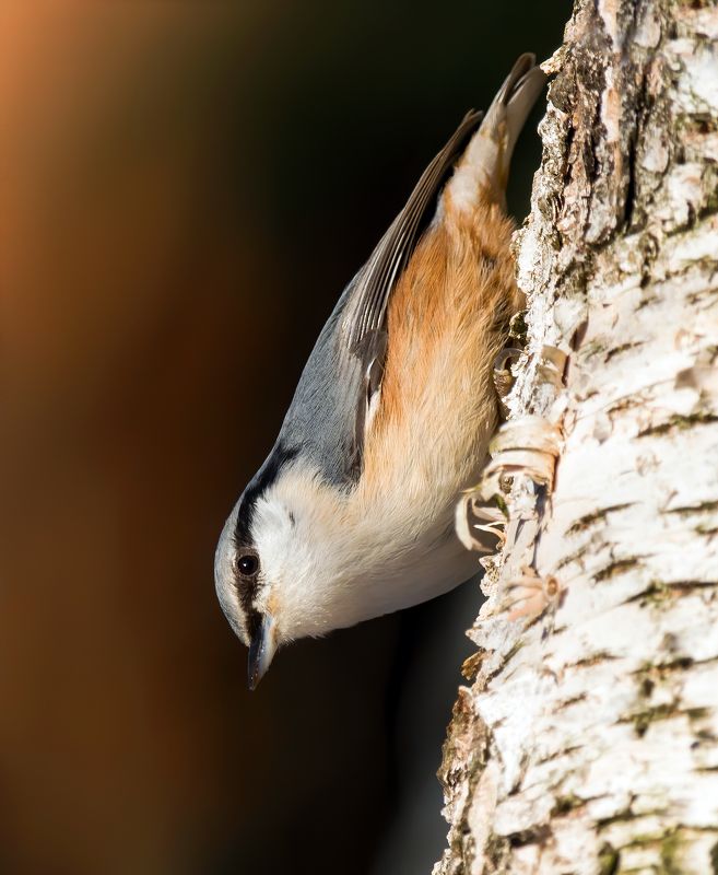 crested tit, birds, birdwatching, wildlife, winter, зима, nuthatch, поползень, фотоохота, природа Nuthatch (Поползень)photo preview