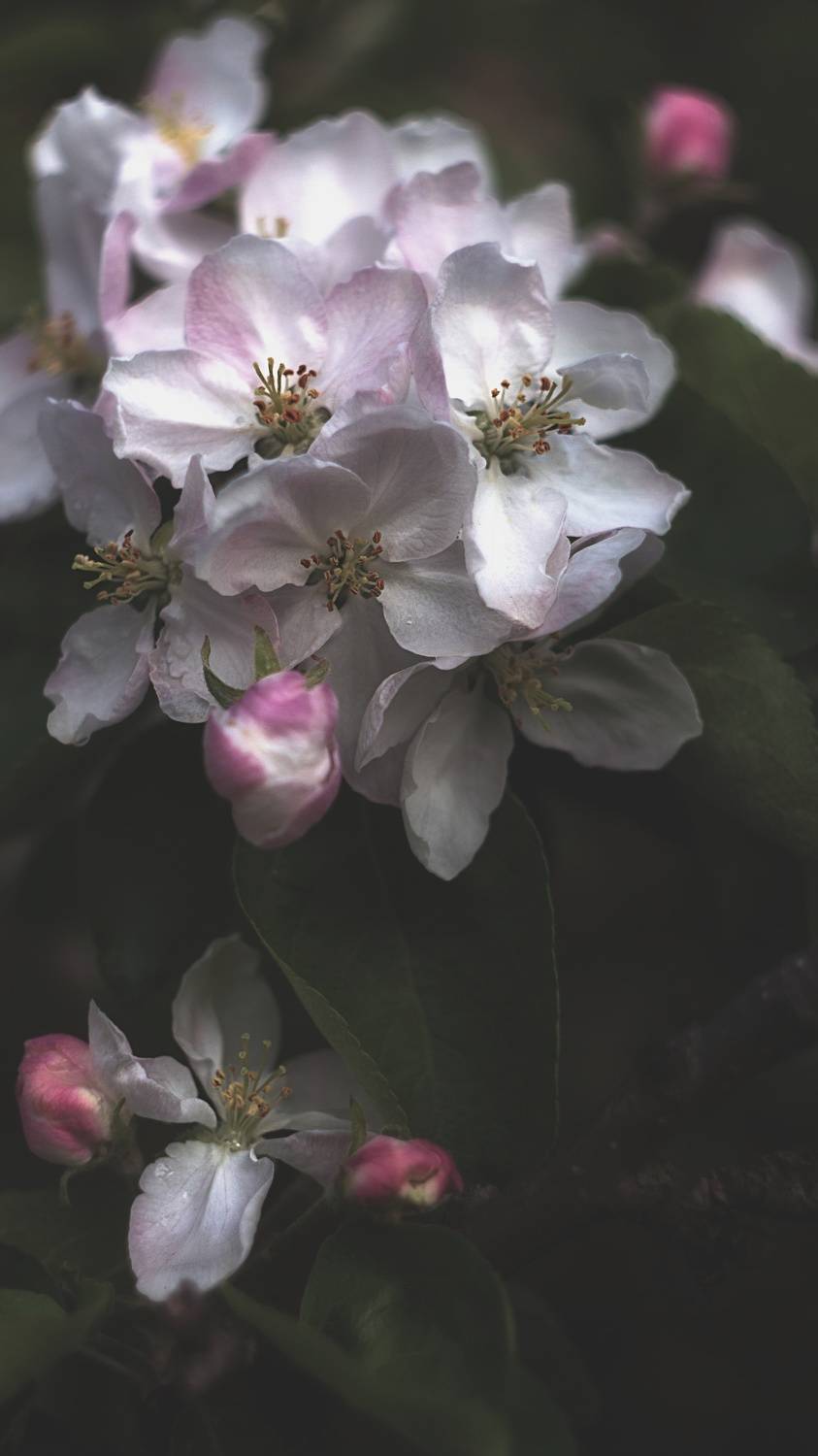 макро, весна, природа, helios, nature, spring, blossom, Мария Обидина