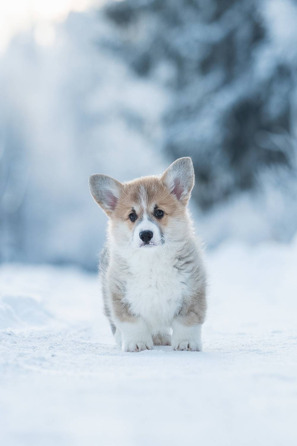 Автор: Мороз Ирина , Мороз Ирина