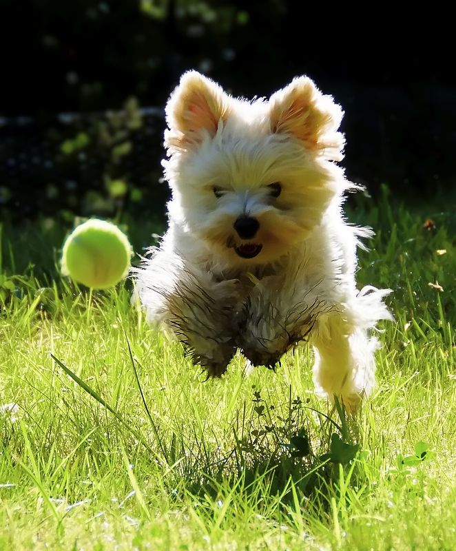 Догоню - порву, как Тузик грелку.photo preview