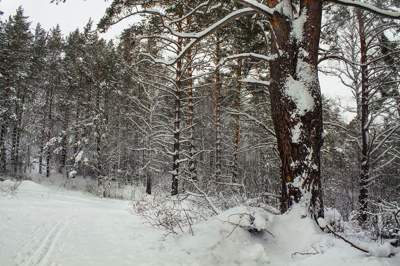 зима, январь photo preview