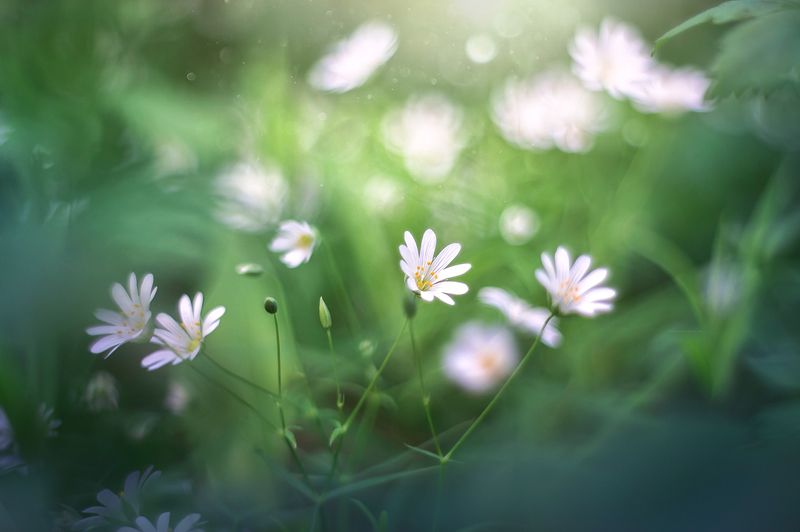 Созвездие)photo preview