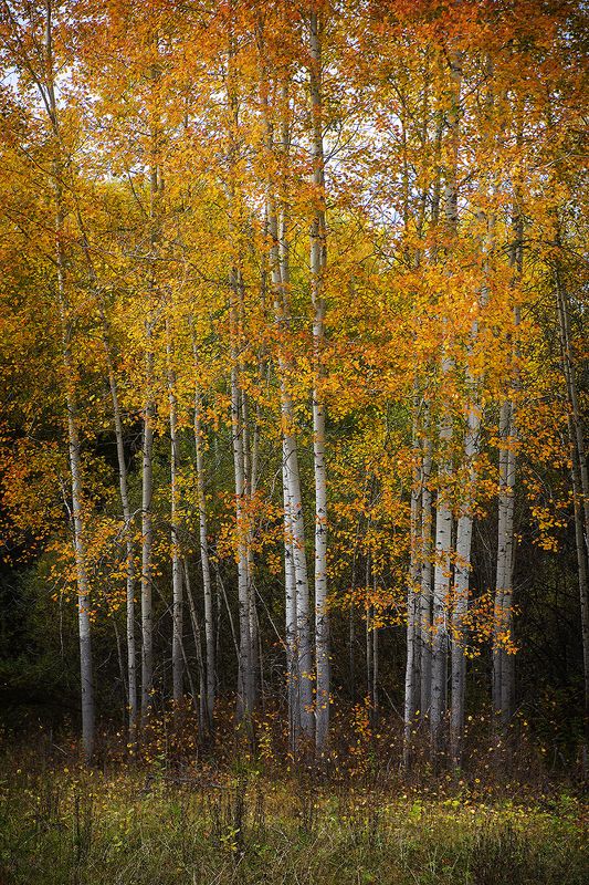 Осиновые зарисовкиphoto preview