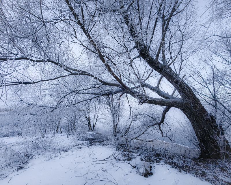 зима, деревья, лес, иней, снег Проступает сединою иней на деревьяхphoto preview