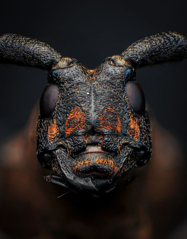 macro, nature, beetle, insect, bugs Pericycosphoto preview