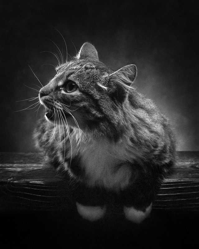 Котикphoto preview