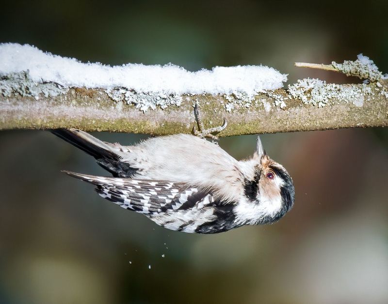 crested tit, birds, birdwatching, wildlife, winter, зима, птицы, дятел, малый пестрый дятел, фотоохота, природа Lesser spotted woodpecker (Малый пёстрый дятел)photo preview