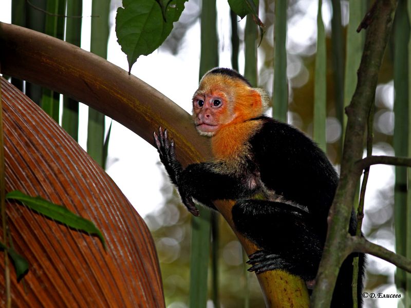 И как же мне теперь слезать?photo preview