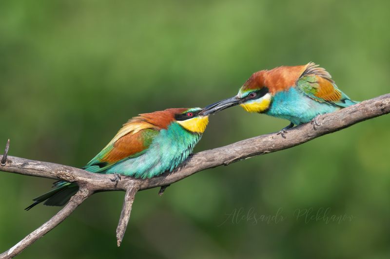 щурки Победит сильнейшийphoto preview