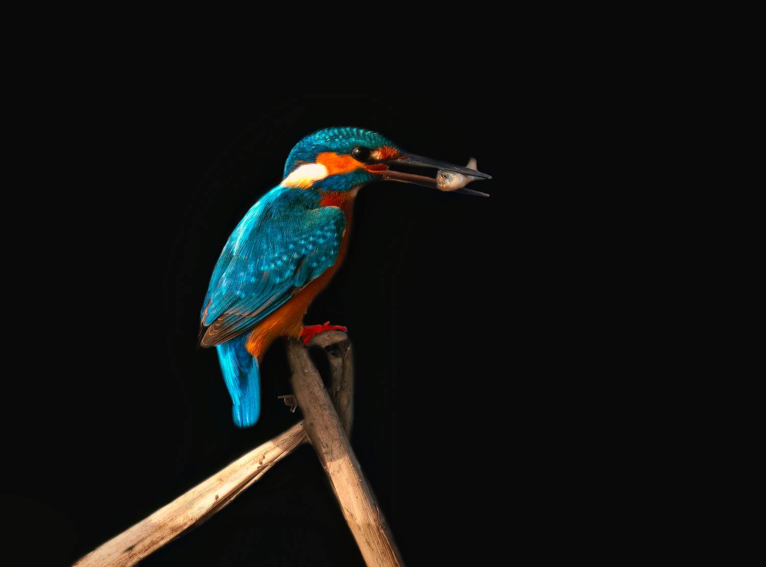 closeup, bird, birds, wild, wings, beauty, nature, swan, feather, spread, little sparrow,animal,animals,nikon,tailorbird,portraitm,eyes,eagle,kite,flying,sky,prey, G N RAJA