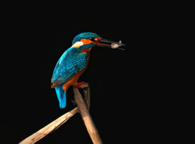 closeup, bird, birds, wild, wings, beauty, nature, swan, feather, spread, little sparrow,animal,animals,nikon,tailorbird,portraitm,eyes,eagle,kite,flying,sky,prey Common Kingfisherphoto preview