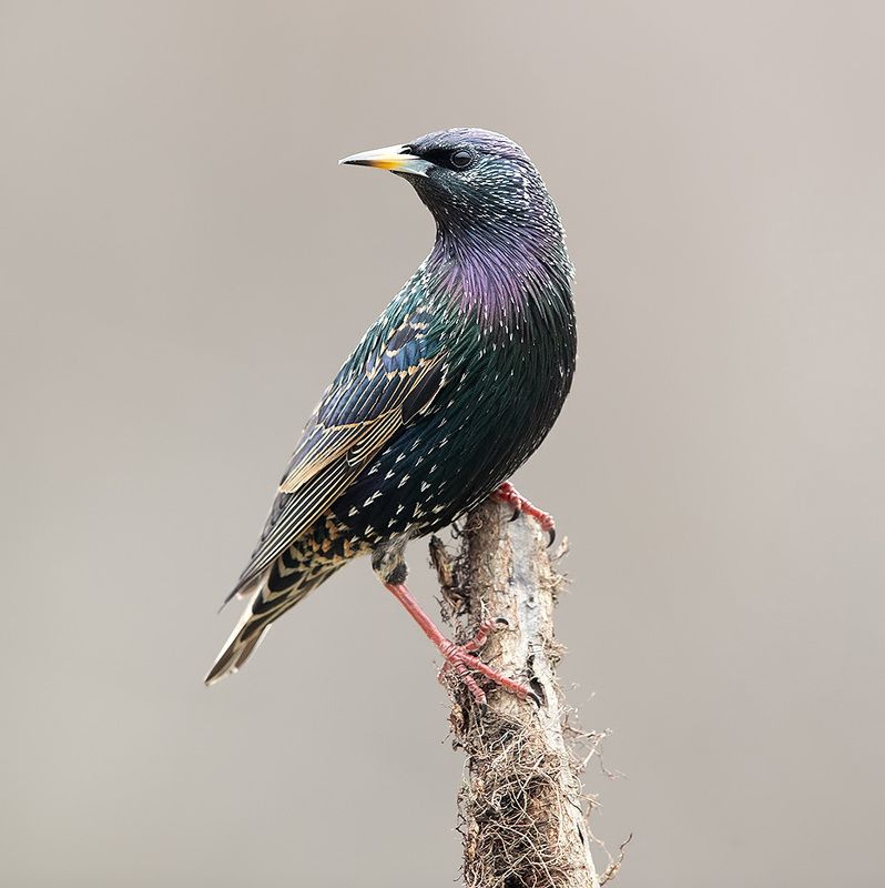 european starling, обыкновенный скворец, скворец, зима, starling European Starling - Обыкновенный Скворецphoto preview