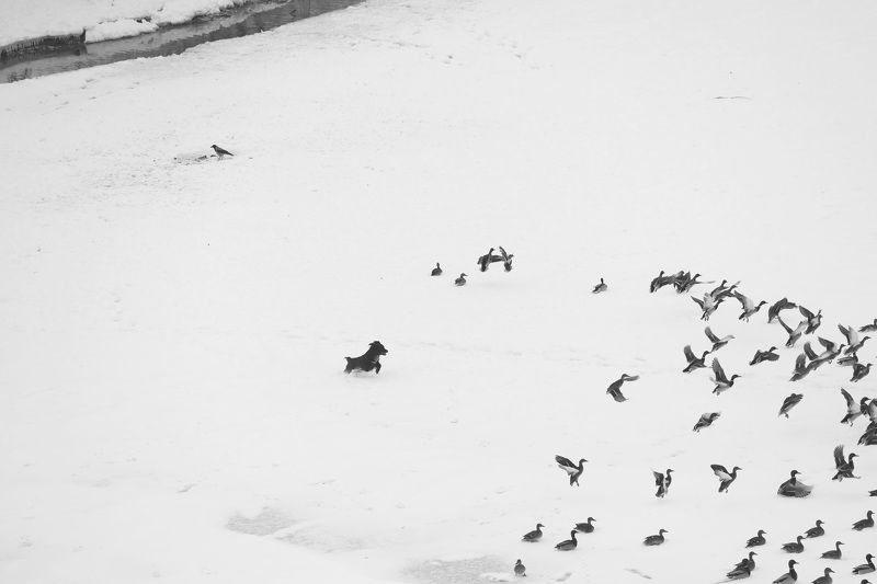 Пастух и стадоphoto preview