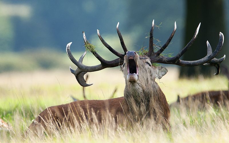 Deer, nikon, rut, animal, animals  Deerphoto preview