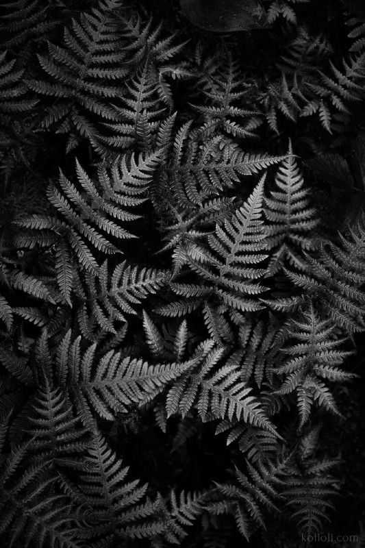 чб, текстуры, intimate landscape Звёздная пыльphoto preview