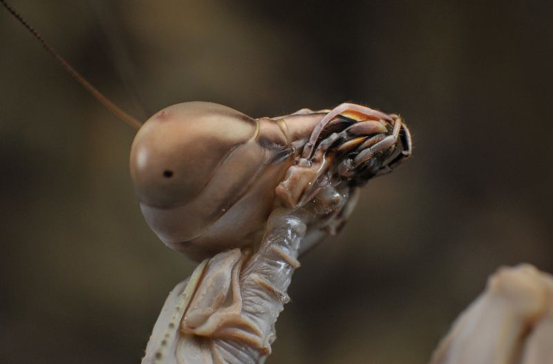 macro, nature, insect, mantis Mantisphoto preview