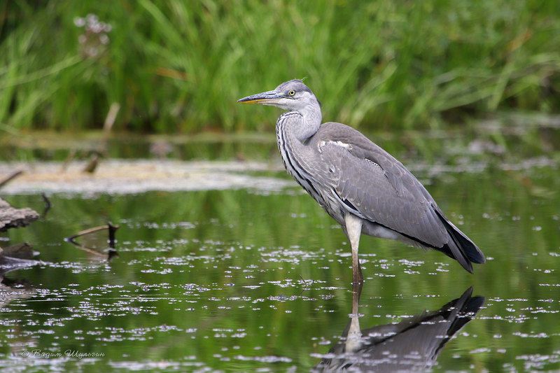 серая цапля, grey heron Молода, красива и очень опаснаphoto preview