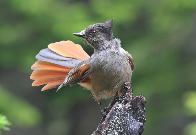 кукша бодрая кукшаphoto preview