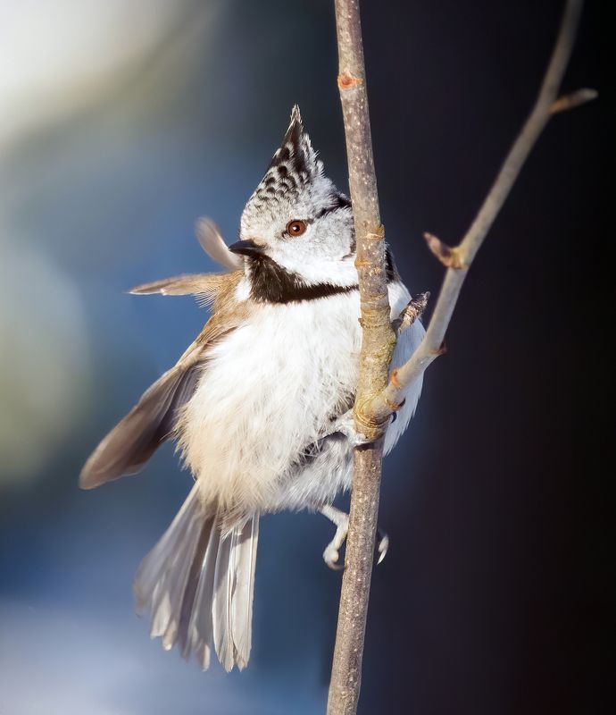 crested tit, birds, birdwatching, wildlife, winter, зима, птицы, синица, гренадерка, фотоохота, природа photo preview