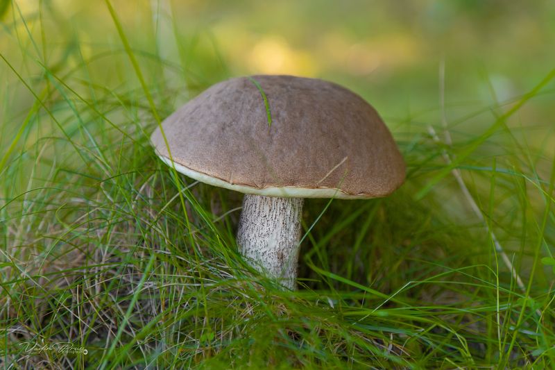 подберёзовик, гриб, ристительность, объект, еда, деликатес, лес, Мамоново, Калининградская область, фотография, boletus, mushroom, vegetation, object, food, delicacy, forest, Mamonovo, Kaliningrad region, photography Подберёзовик.photo preview