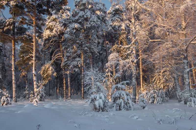 январь лес утро серково мороз Утренний лес. Серково.photo preview